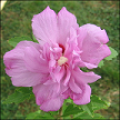 Hibiscus Syriacus Nadia