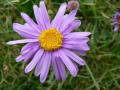 aster des Alpes