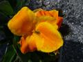 canna jaune orange