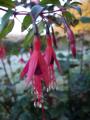 fuschia en fleur