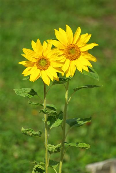 tournesol