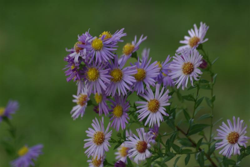 asters