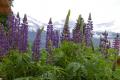 lupins bleus