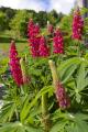 lupins rouges