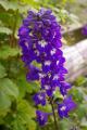 autre delphinium