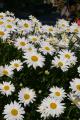 marguerites