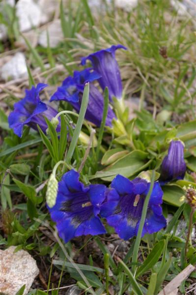 gentiane à grande fleur