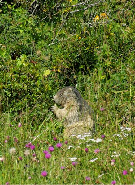 Marmotte Mont-Blanc