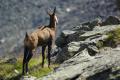 jeune chamois gran Paradiso