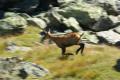 chamois gran Paradiso