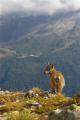 jeune bouquetin chamonix