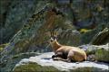 chamois val       d Aoste