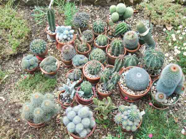 collection cactus