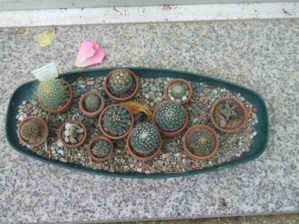 les plus petits cactus