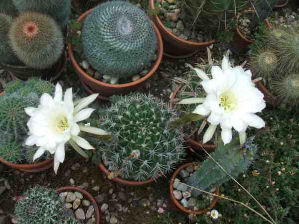 fleurs cactus 2015 001 web