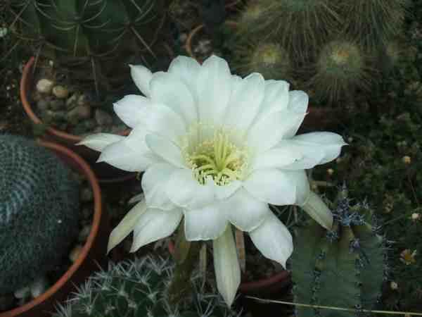 fleurs cactus 2015 004 web