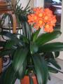 clivia fleuri