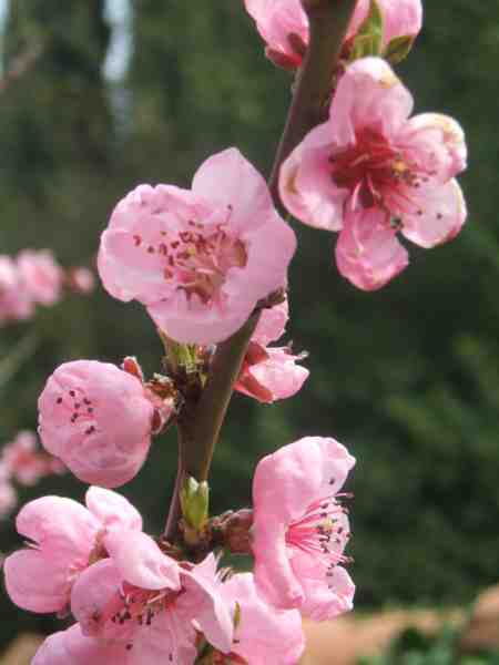 fleurs de pcher