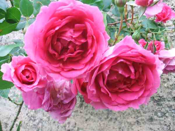 roses Zephirine Drouin