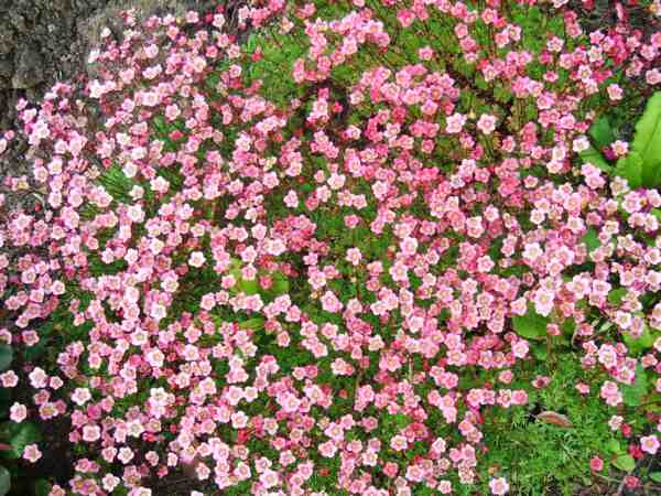 saxifrage rose