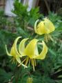 erythronium