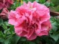 fleur de pétunia double