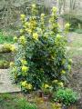 mahonia 2008