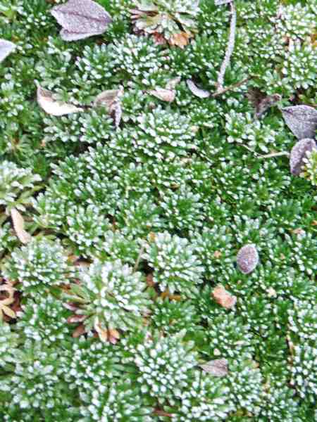 givre sur saxifrage,janvier 2009