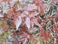 feuilles d'astilbe toutes neuves 2009