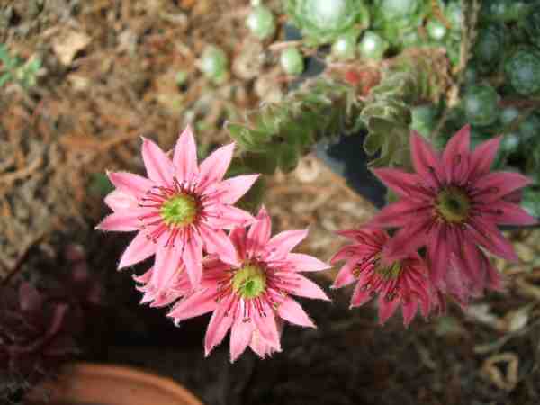 fleurs de joubarbe  araigne