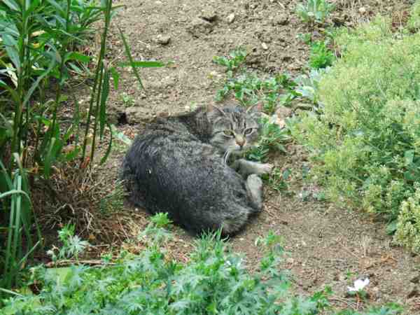 une habitue du jardin,pas  nous,2008