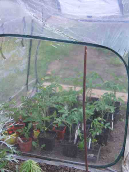 tomates sous leur tente de forçage