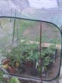tomates sous leur tente de forçage
