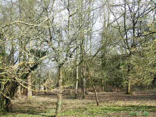 la partie sous-bois du vieux verger