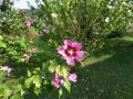 Bourdon et Hibiscus syriacus