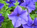 Fleur Pétunia