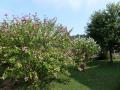 Hibiscus syriacus