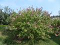 Hibiscus syriacus 1