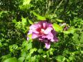 Hibiscus Syriacus 2014