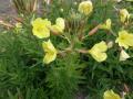 Oenothera biennis