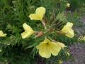 Oenothera biennis 1