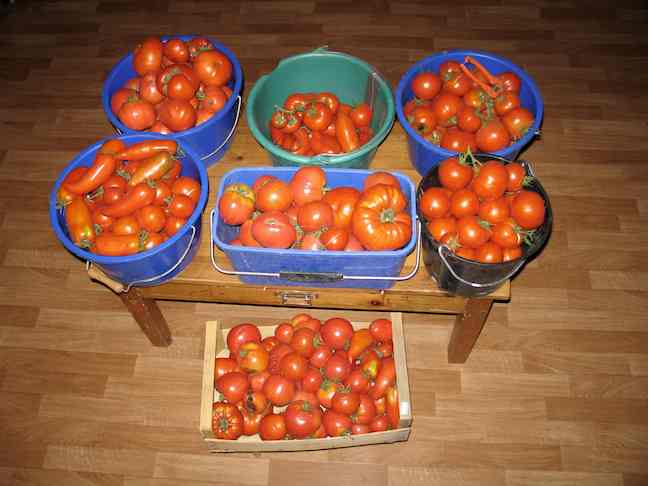 les tomates