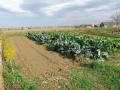 asperge et choux