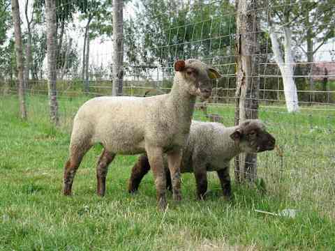 les brebis