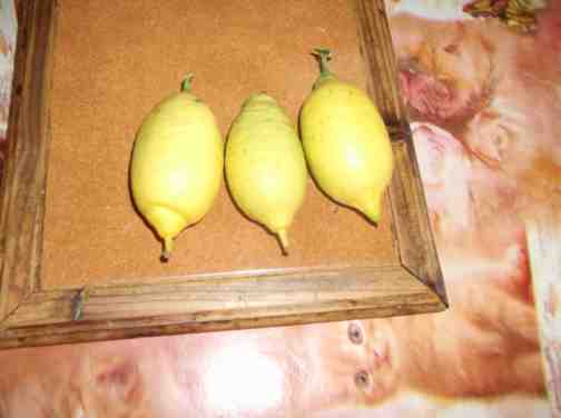 DSCF2322 webcitron à Pâques