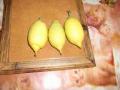 DSCF2322 webcitron à Pâques