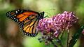 monarchfalter-rachel-james web