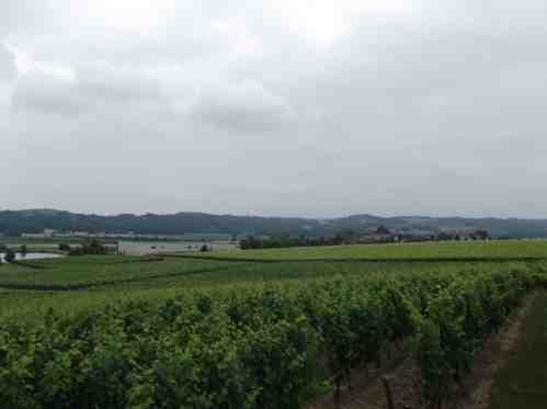 DSCF1772 webvue des vignes