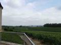 DSCF1774 webvignes du château Lafitte
