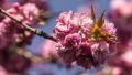 Cerisier du Japon, Jardin japonais